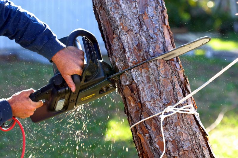 Local Tree Removal pros at work
