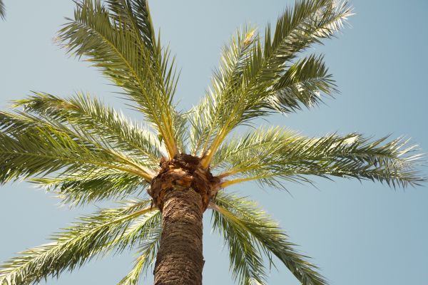 Cost of Palm Tree Removal in Nashville