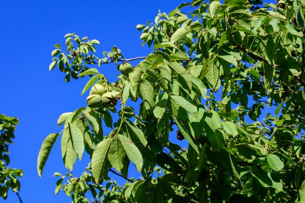 Cost of Walnut Tree Removal in Nashville