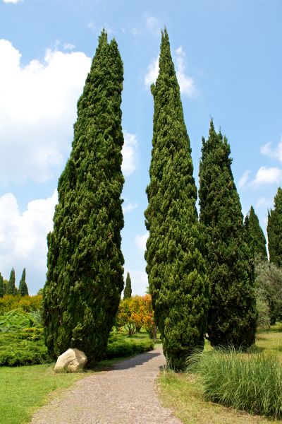Cost of Cypress Tree Removal in Nashville