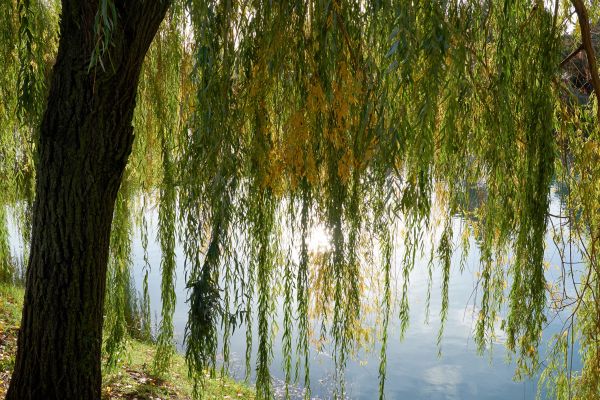 Cost of Willow Tree Removal in Nashville