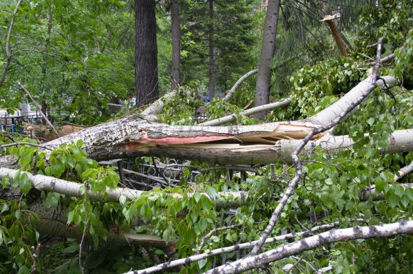 Cost of Birch Tree Removal in Nashville