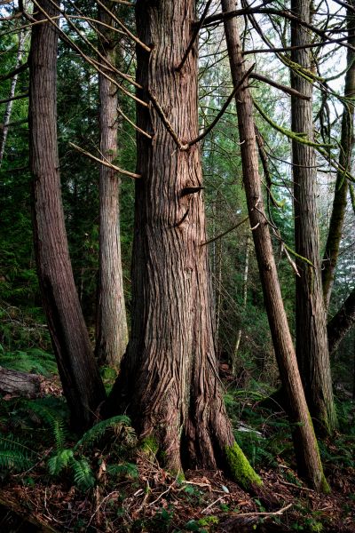 Cost of Cedar Tree Removal in Nashville