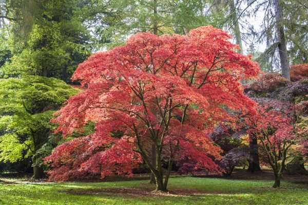 Cost of Maple Tree Removal in Nashville