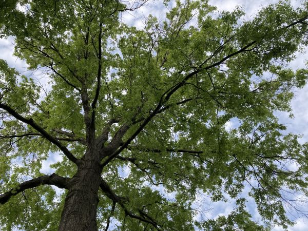 Cost of Oak Tree Removal in Nashville