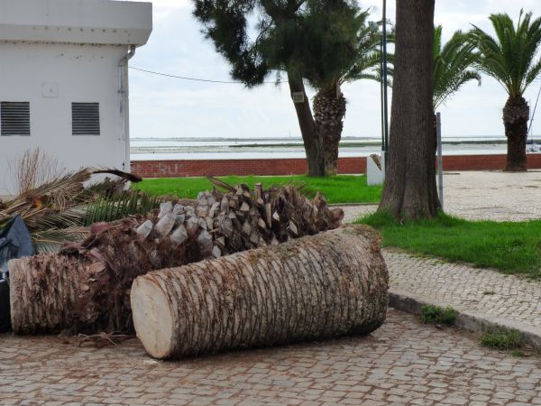 Cost of Palm Trees Removal in Nashville