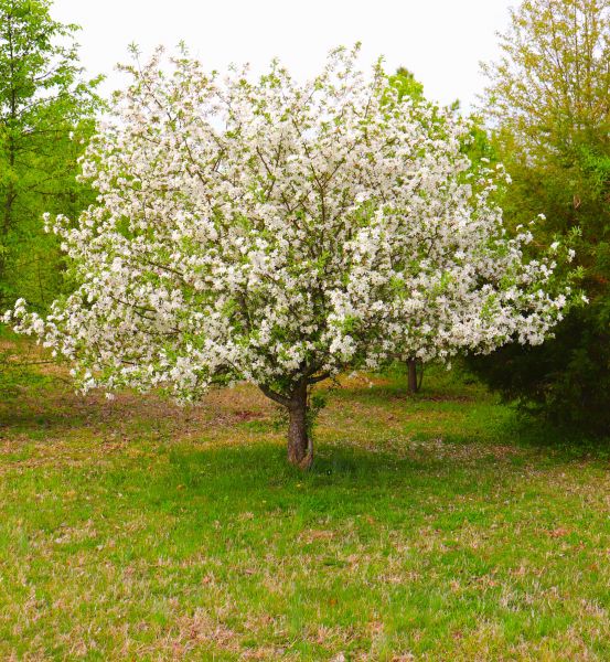 Cost of Dogwood Tree Removal in Nashville