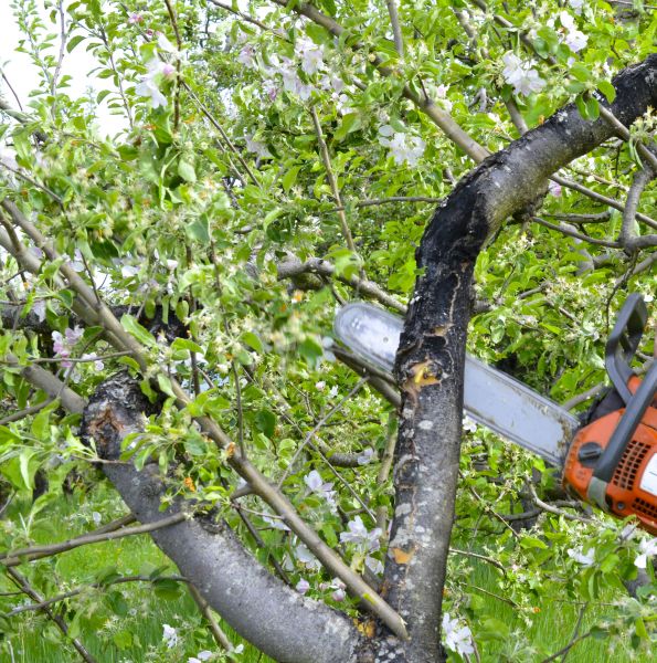 Cost of Apple Tree Removal in Nashville