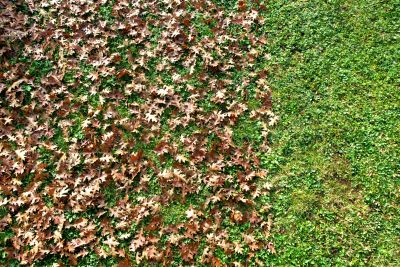 Yard after Leaf Removal