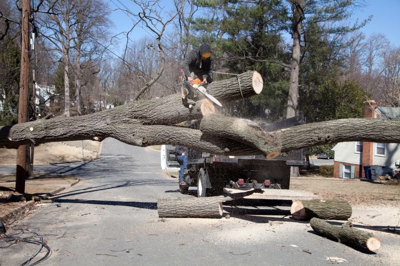 Urban Tree Removal