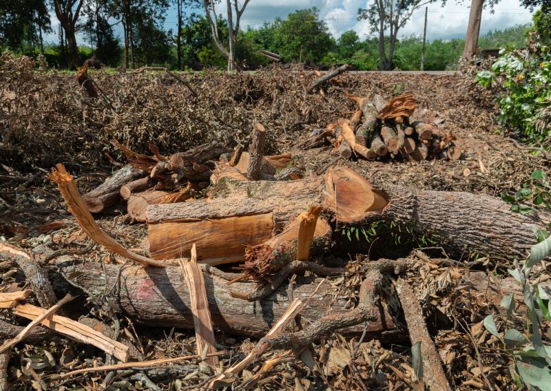 Fallen Tree Removal detail