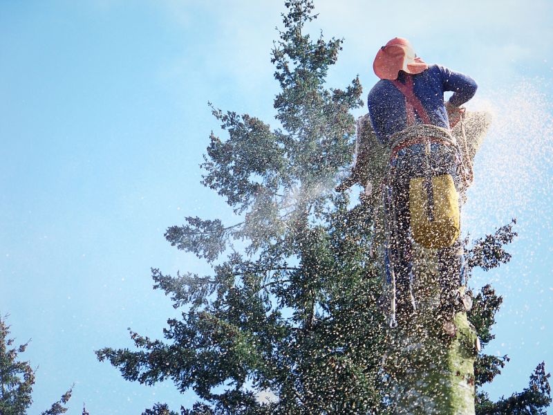 Maple Tree Removal