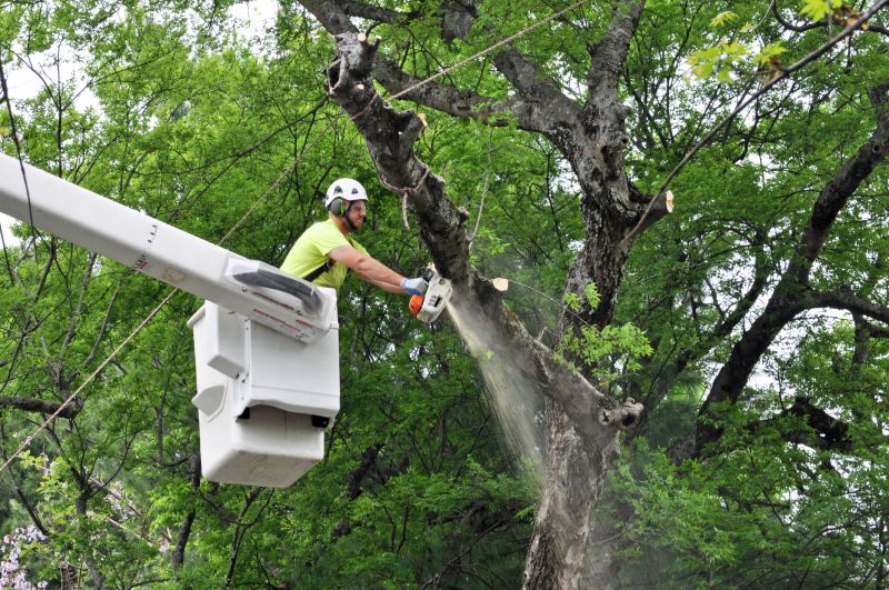Spring Tree Cutting