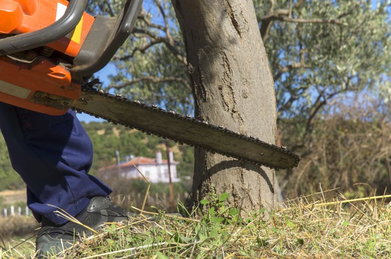 Fall Tree Removal