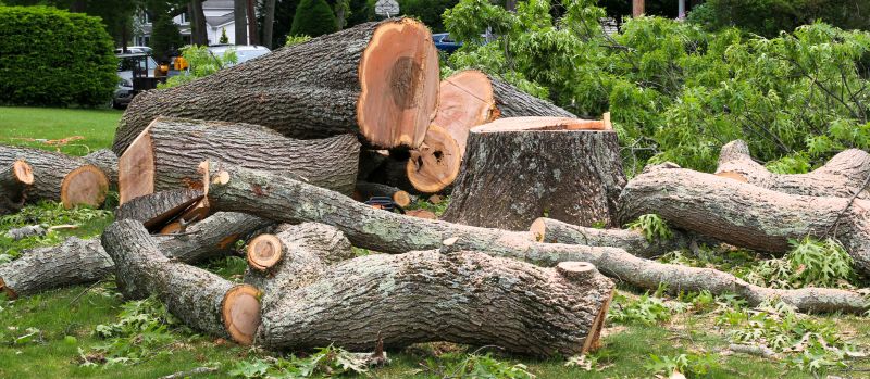 Fall Tree Cutting