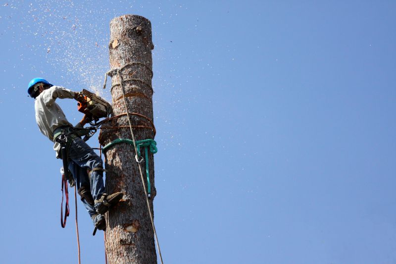 Safe Tree Removal Site