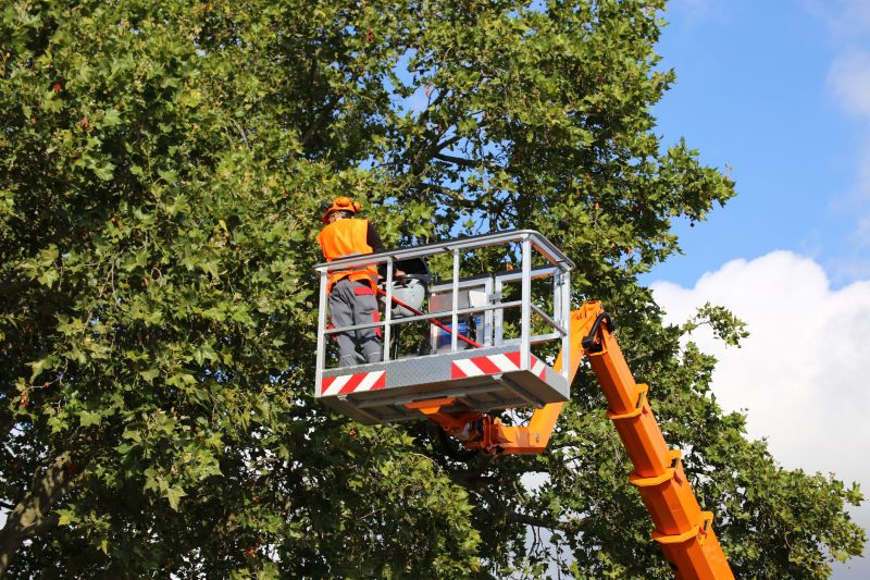 Seasonal Tree Care