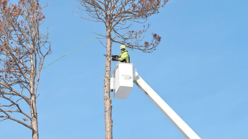 Equipment Used in Tree Removal